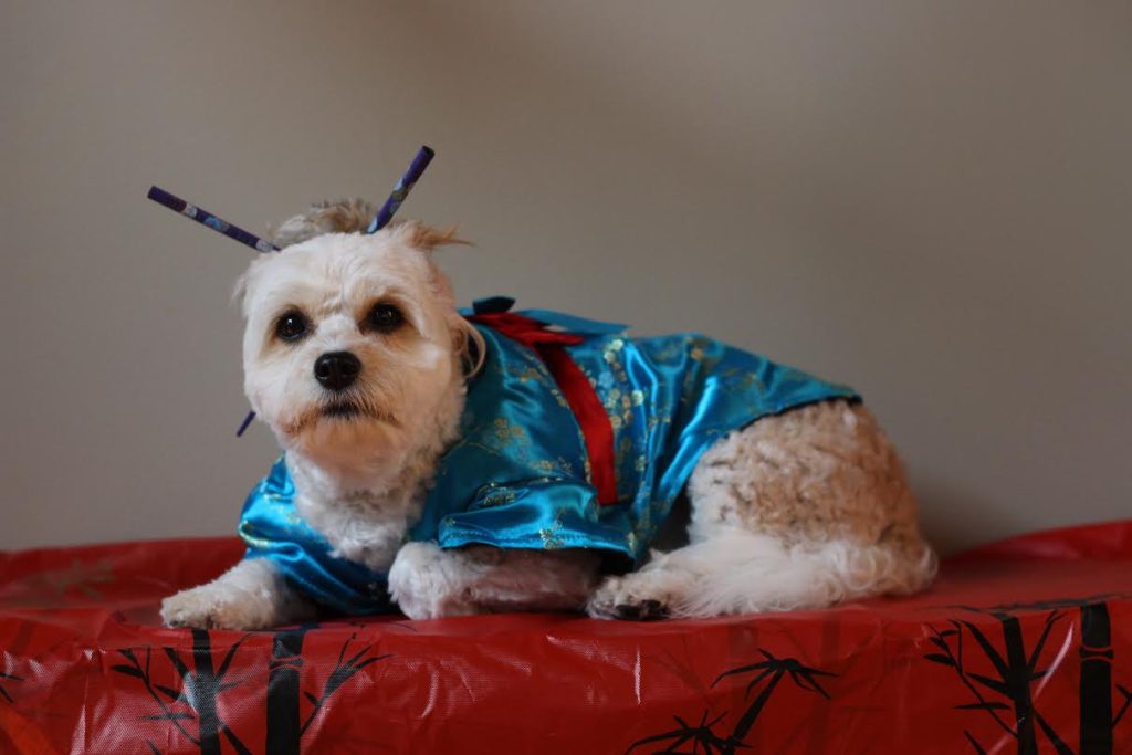syracuse-dog-costume-contest