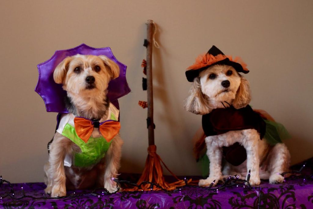 syracuse-halloween-dogs